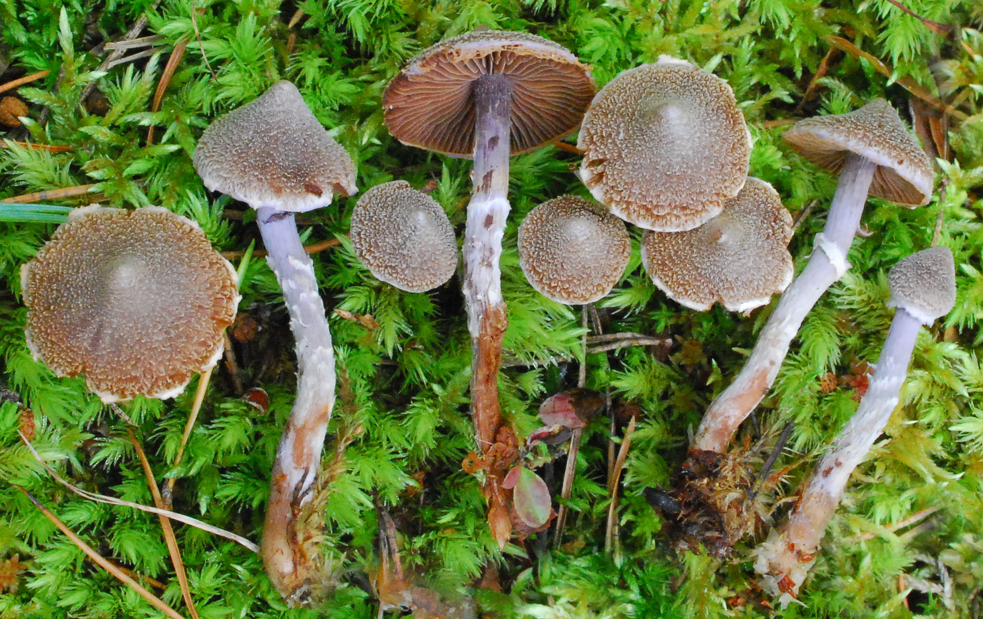 Cortinarius flexipes var. flexipes1 (2).jpg
