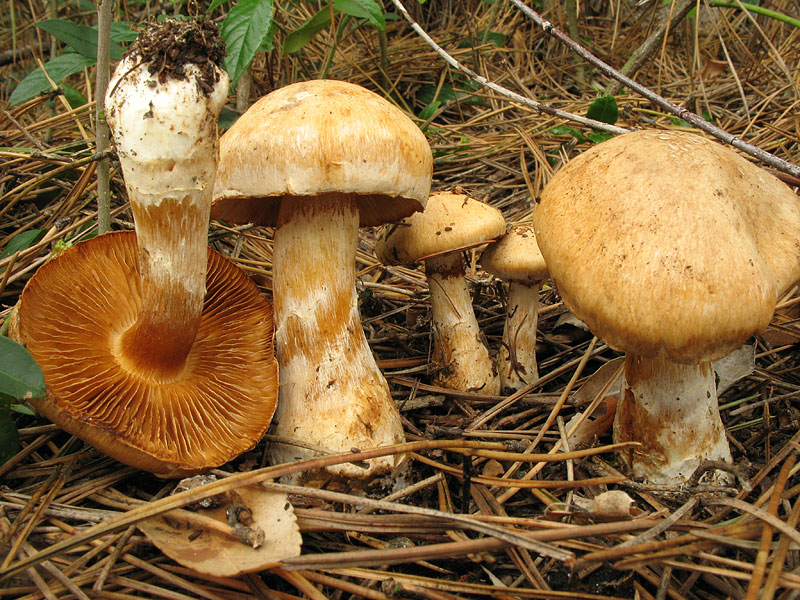 Cortinarius_fraudulosus_1.jpg