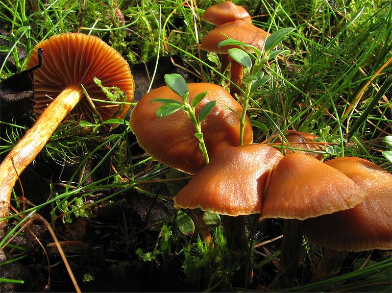 800px-Cortinarius_gentilis_group.jpg