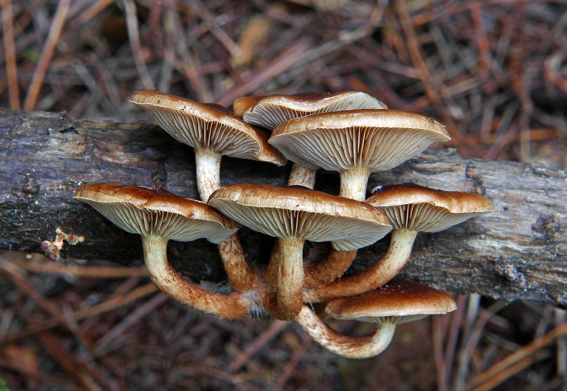 Sulphur_tufts._(Hypholoma_fasciculare)_(33173583213).jpg