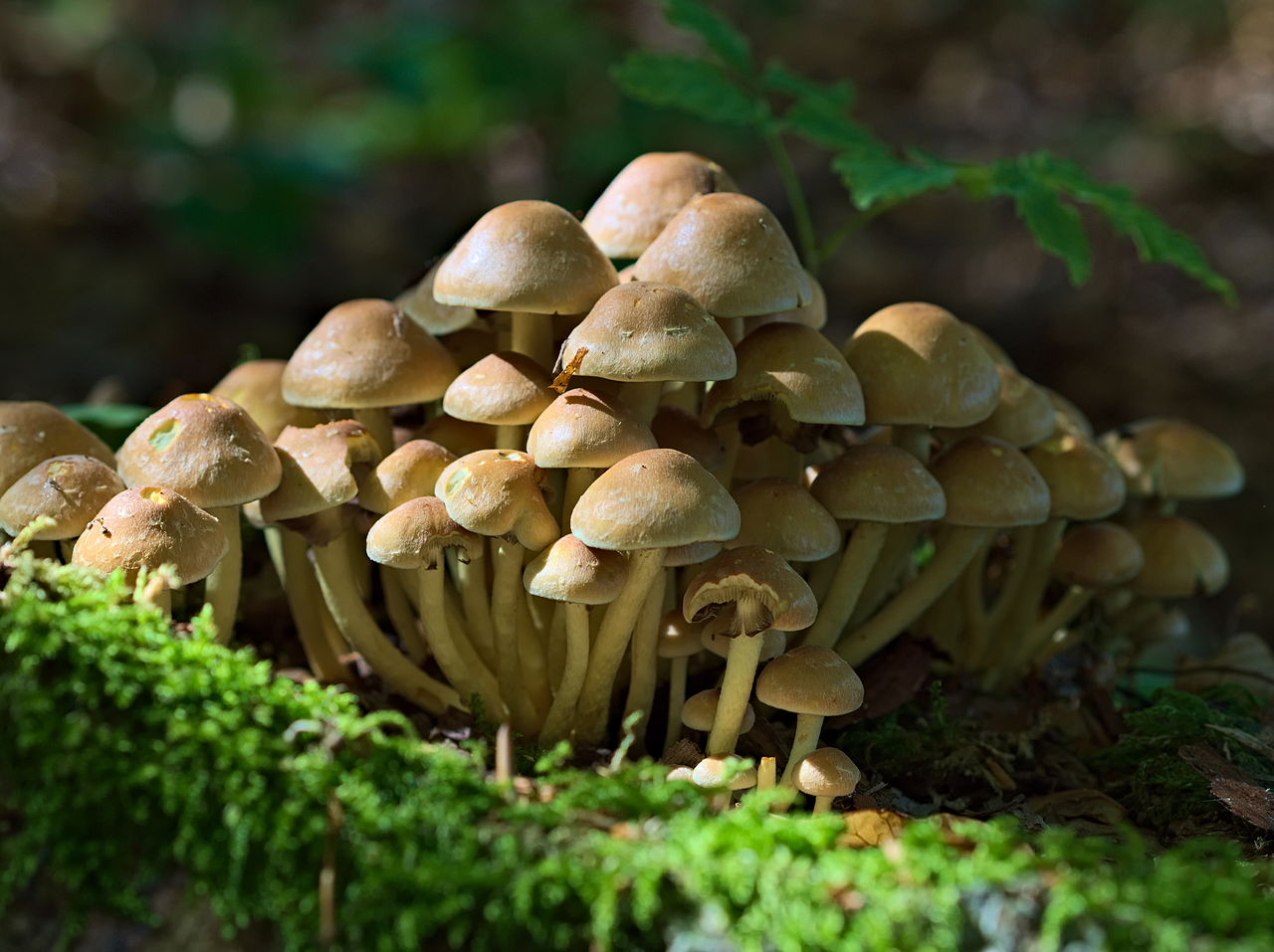 2014_Hypholoma_fasciculare.jpg