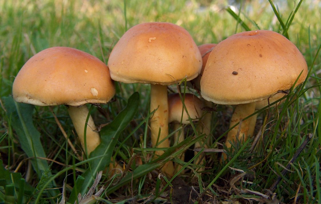 Ziegelroter_Schwefelkopf_Wiese.jpg