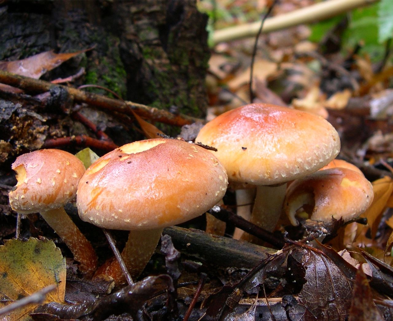 1280px-HypholomaSublateritium.jpg