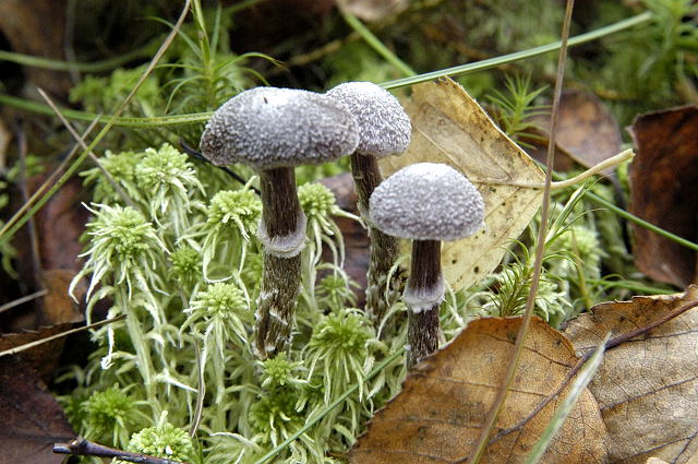 Cortinarius_hemitrichus_-_Lindsey.jpg