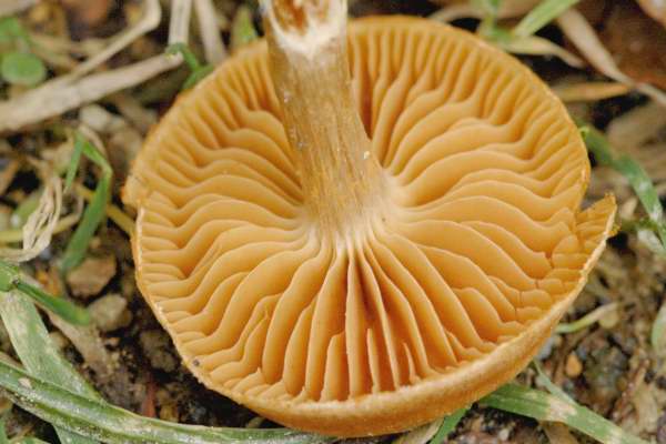 Cortinarius.hinnuleus2.jpg