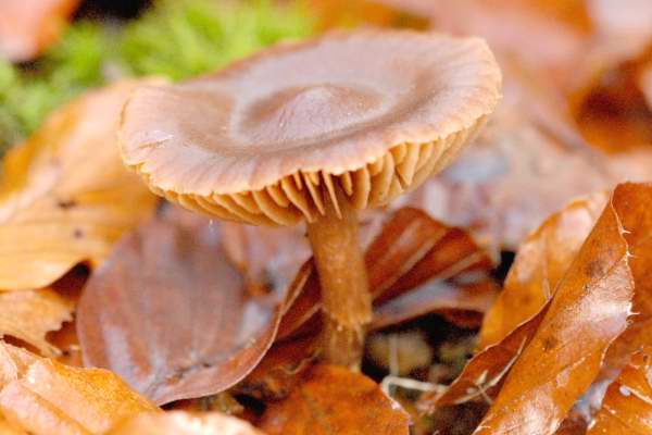 Cortinarius.hinnuleus3.jpg