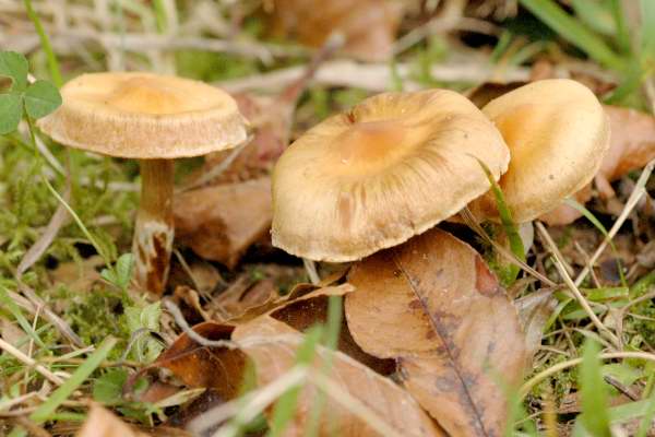 Cortinarius.hinnuleus.jpg