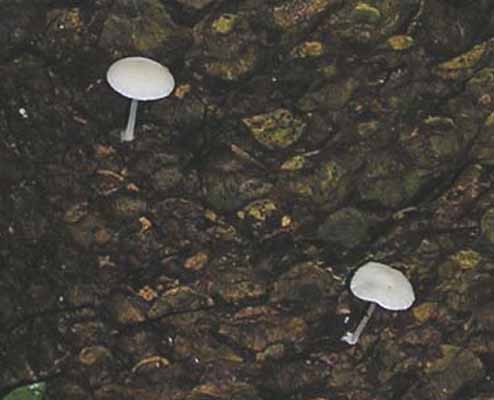 Lactocollybia_cycadicola1.jpg