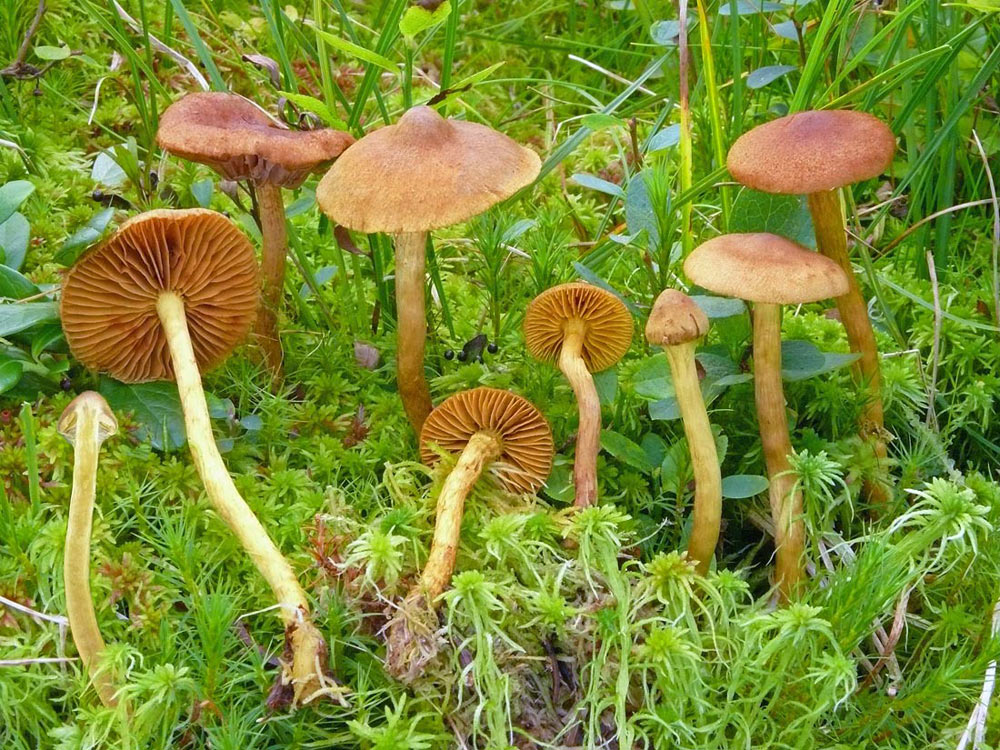 cortinarius-huronensis-var-huronensis.jpg
