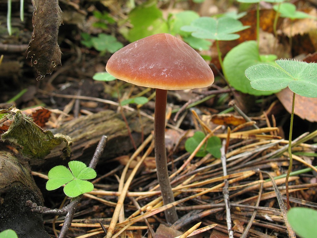 Macrocystidia_cucumis_STV_20120918.jpg