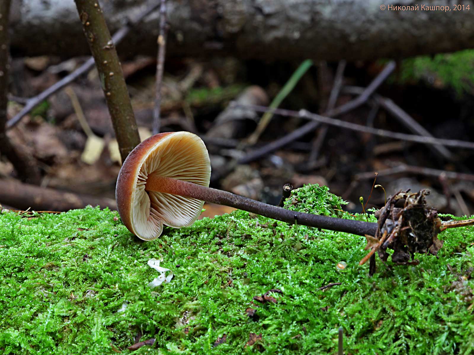 Macrocystidia_cucumis_2_KNN_20140907.jpg