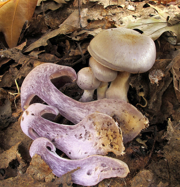 5057376257_492d0d6cb3_z.jpg