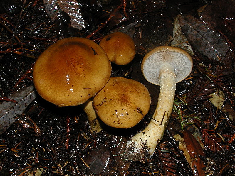 800px-Cortinarius_mucosus.jpg