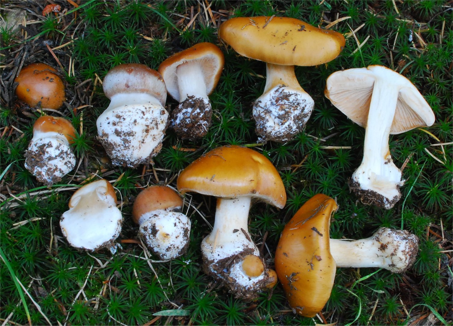 Cortinarius multiformis 4283-1.jpg