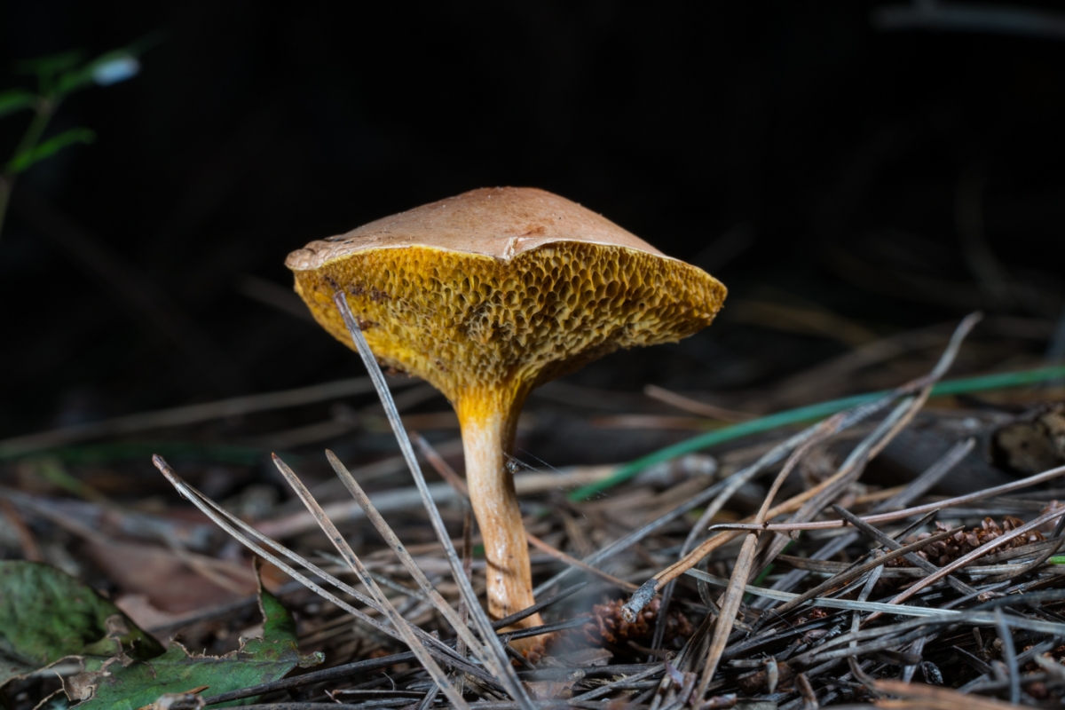 d4086e902964548a2d4e17295de717eb.jpg