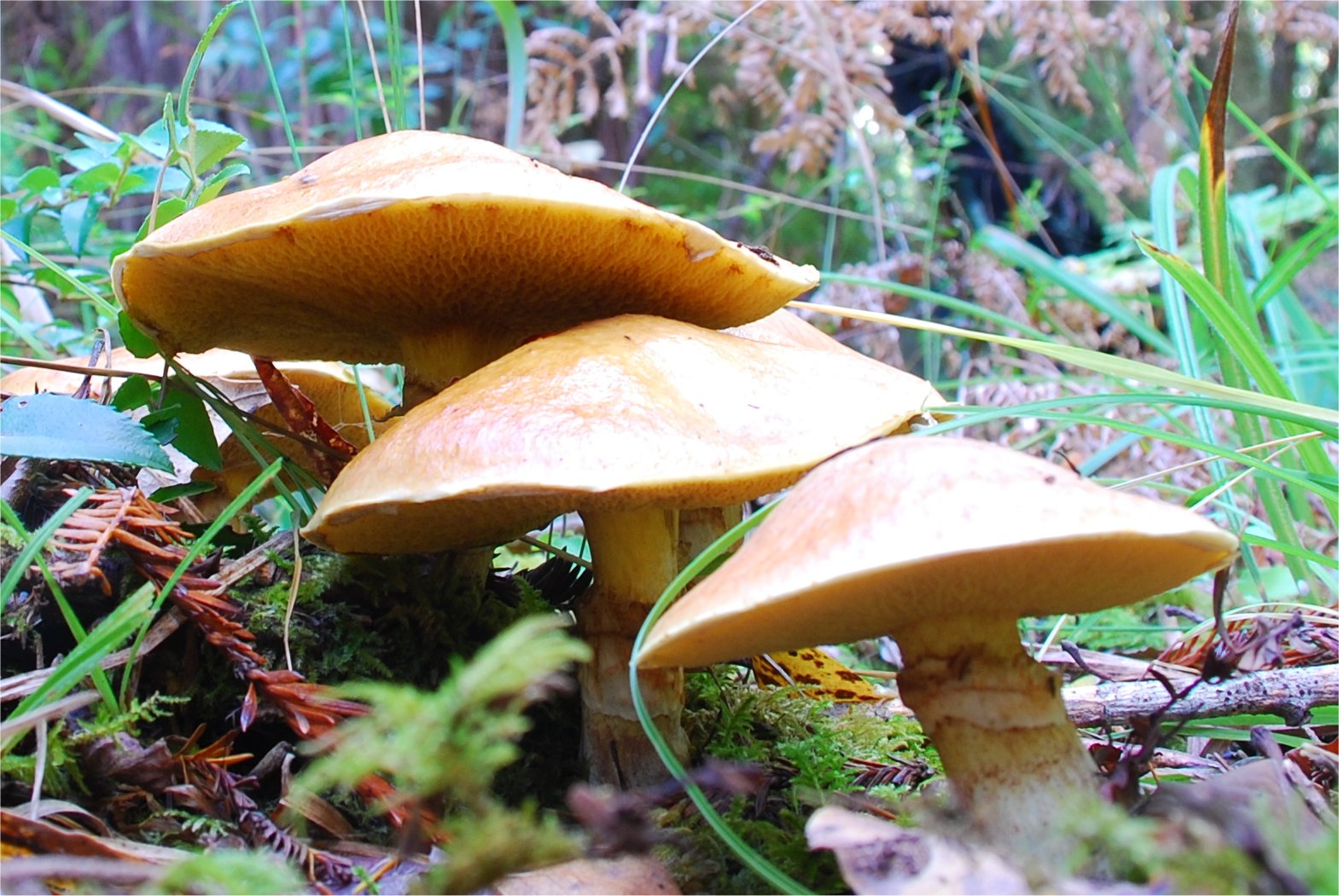 Suillus caerulescens0.jpg