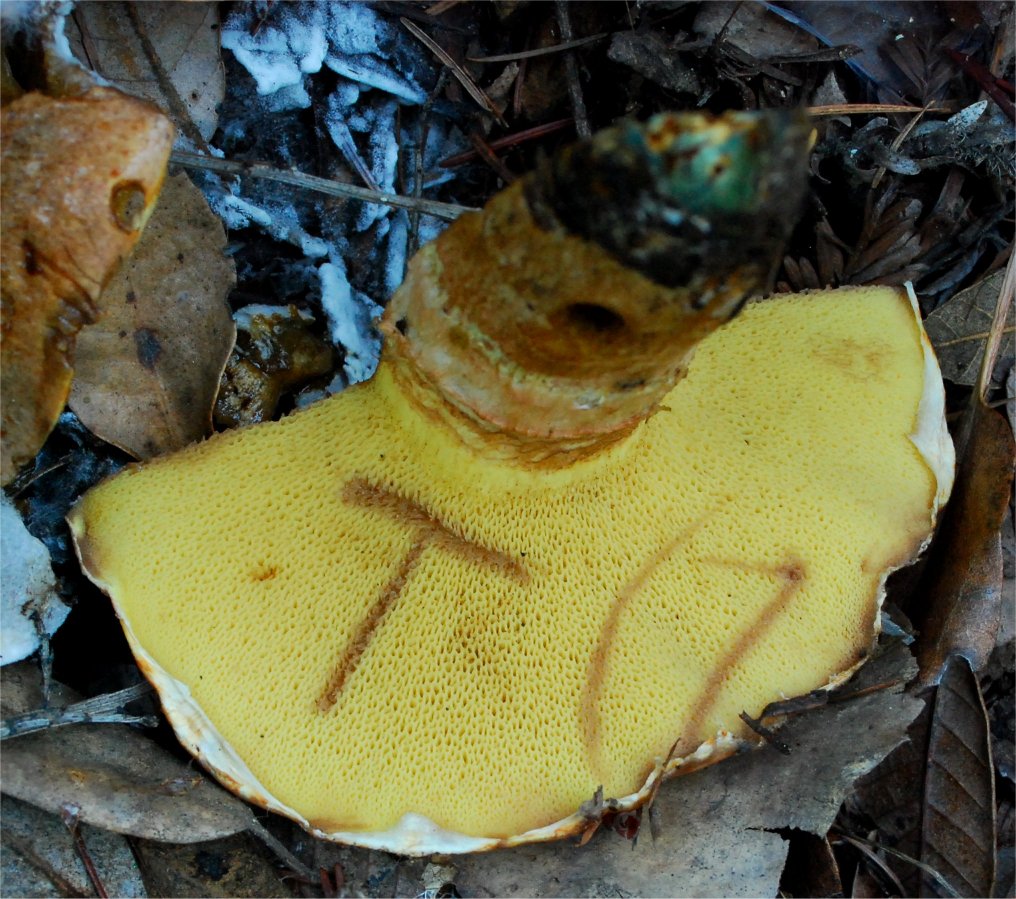 Suillus caerulescens 8977-3.jpg