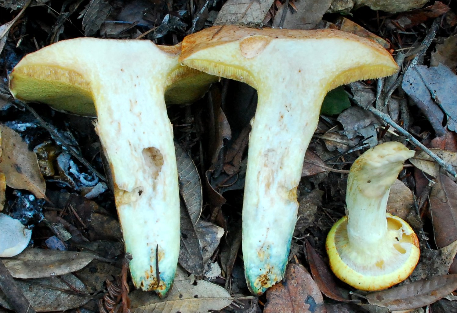 Suillus caerulescens 8977-2.jpg
