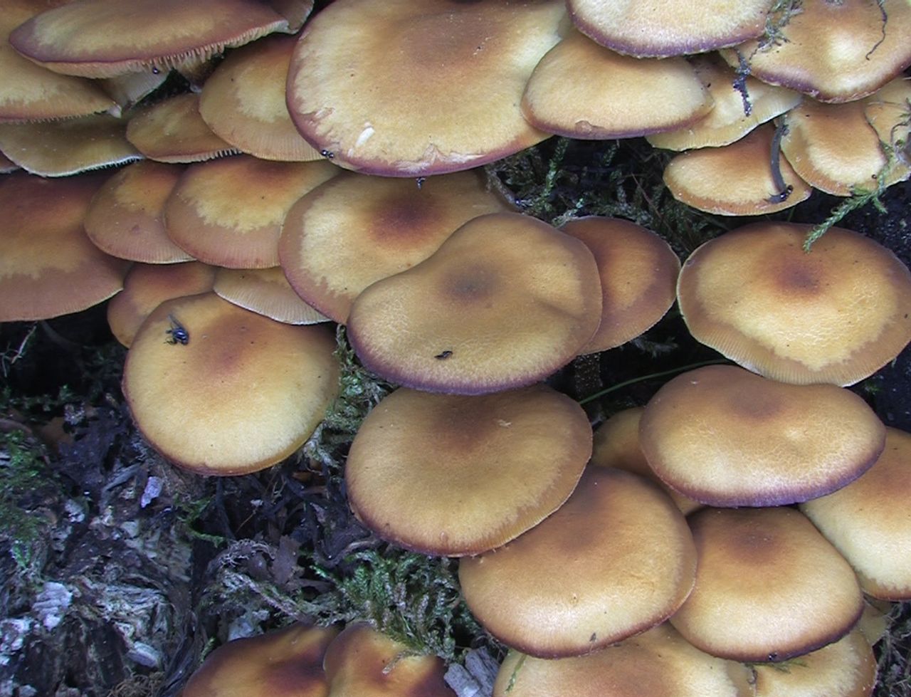 Kuehneromyces_mutabilis_-_2012-08-17 (1).jpg