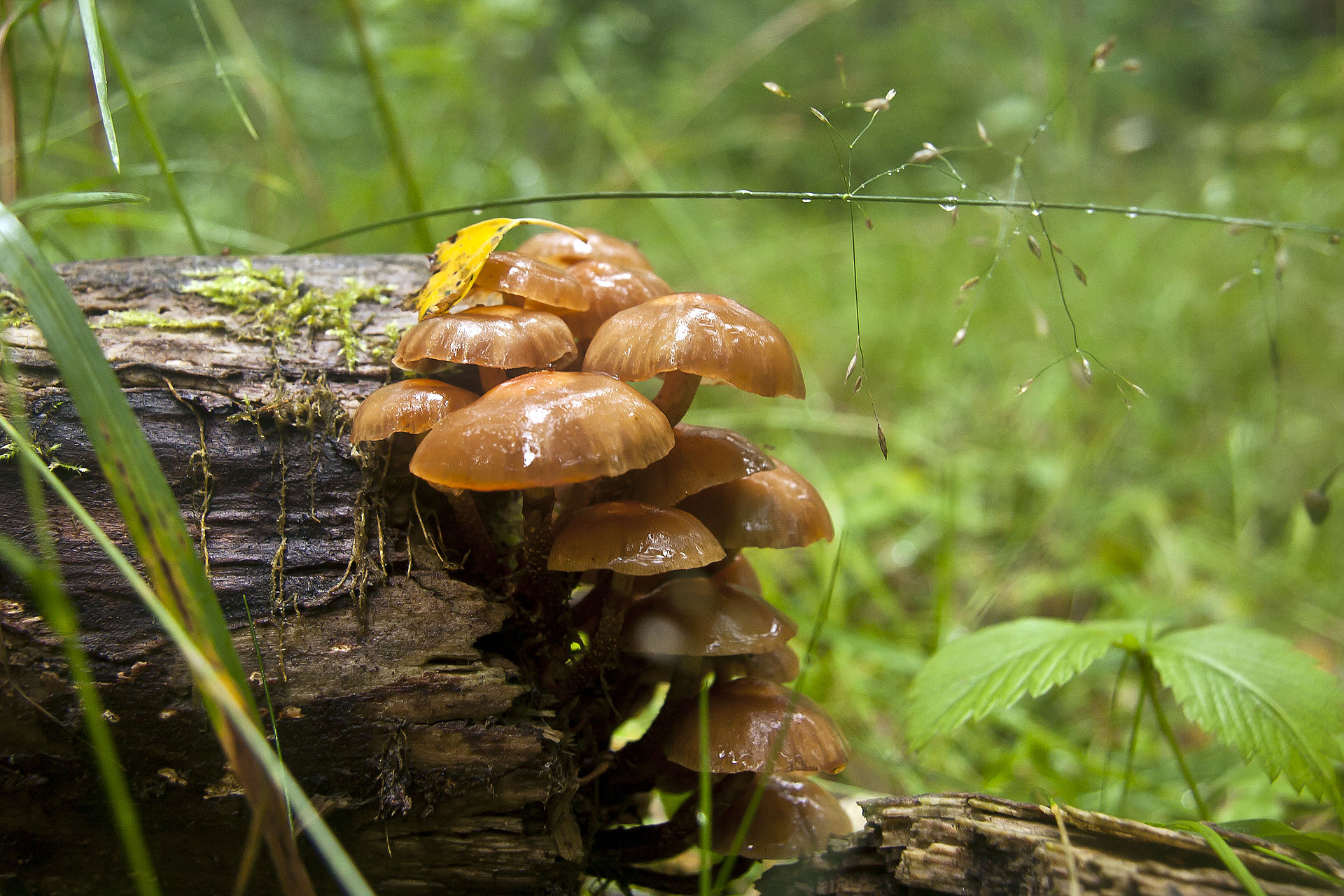 Mushrooms_in_Scania.jpg