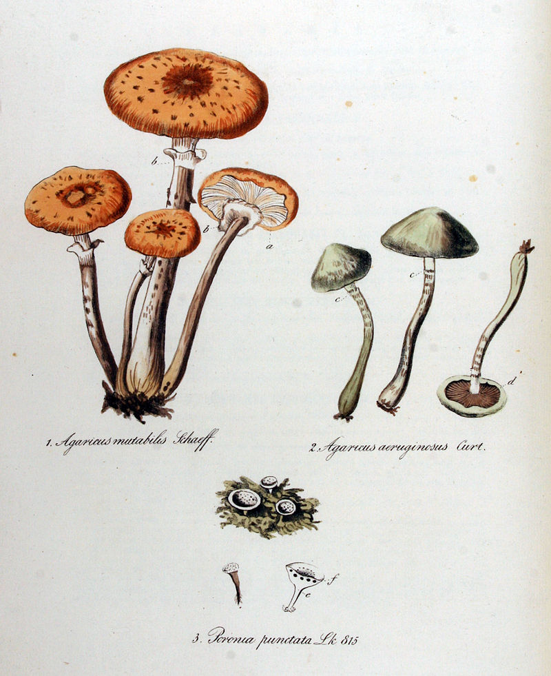Poronia_punctata_?_Flora_Batava_?_Volume_v11.jpg