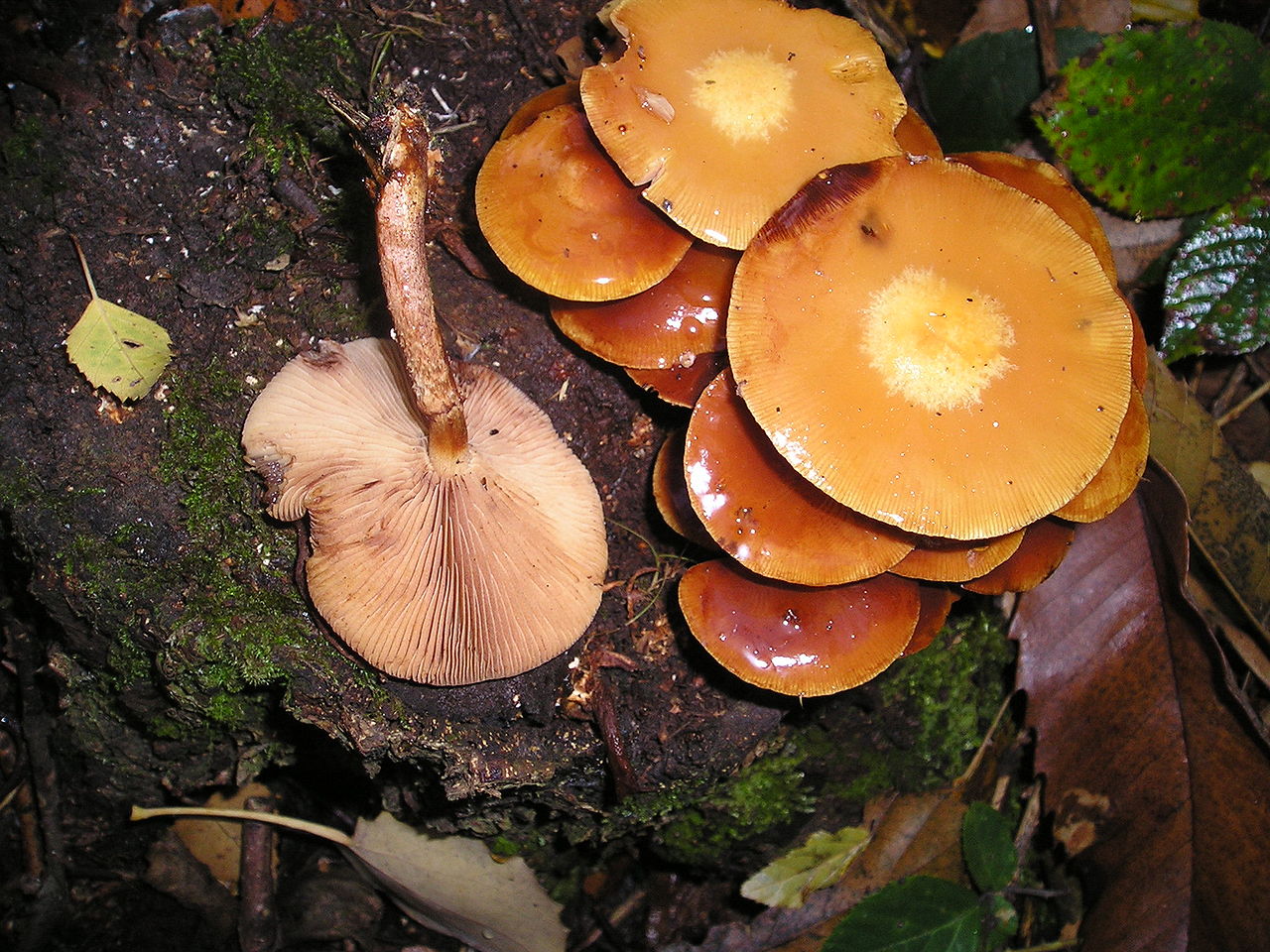1280px-Kuehneromyces_mutabilis_031111C.jpg