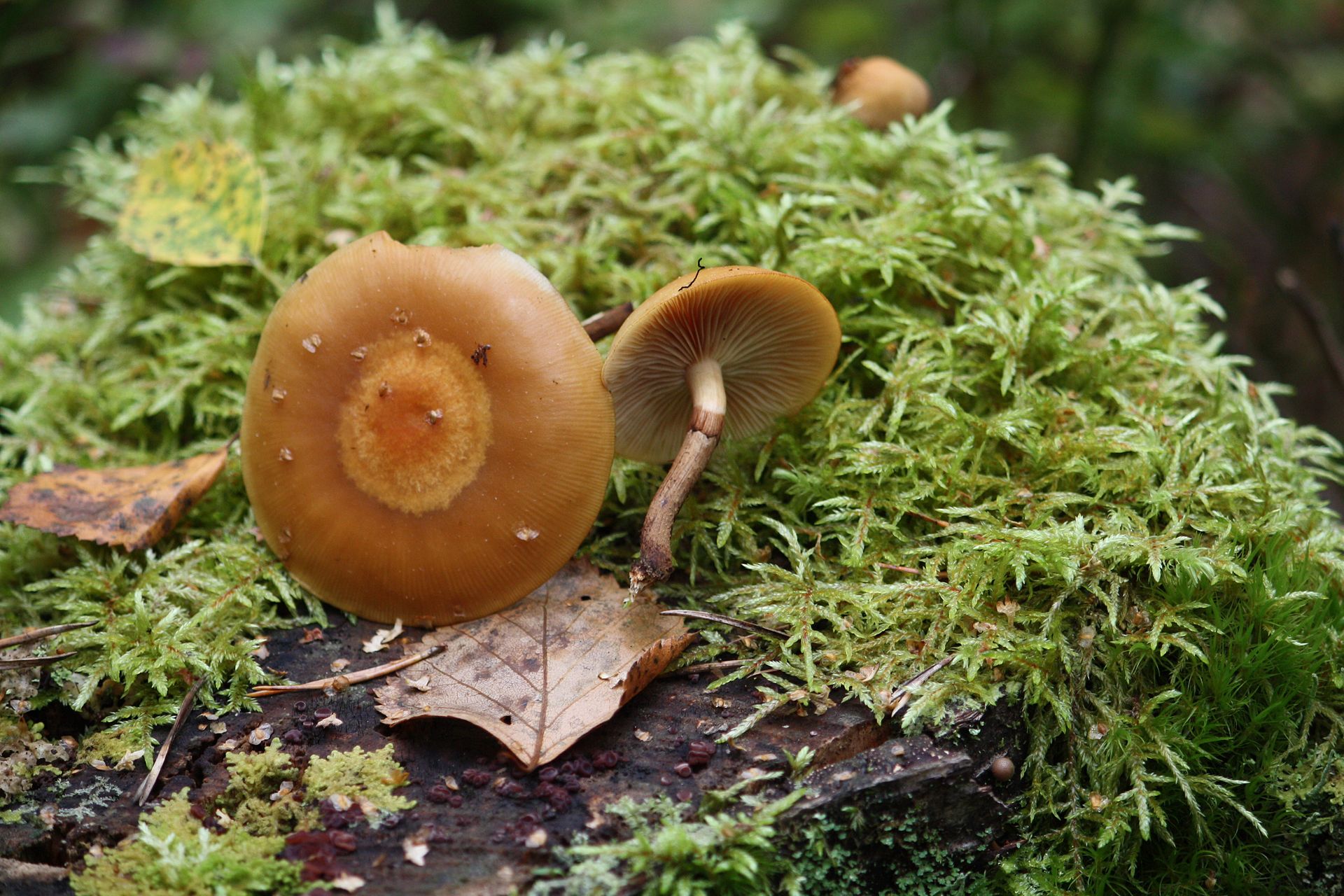 Kuehneromyces_mutabilis_Koivunkantosieni,_Sheathed_woodtuft_IMG_9814_C.JPG