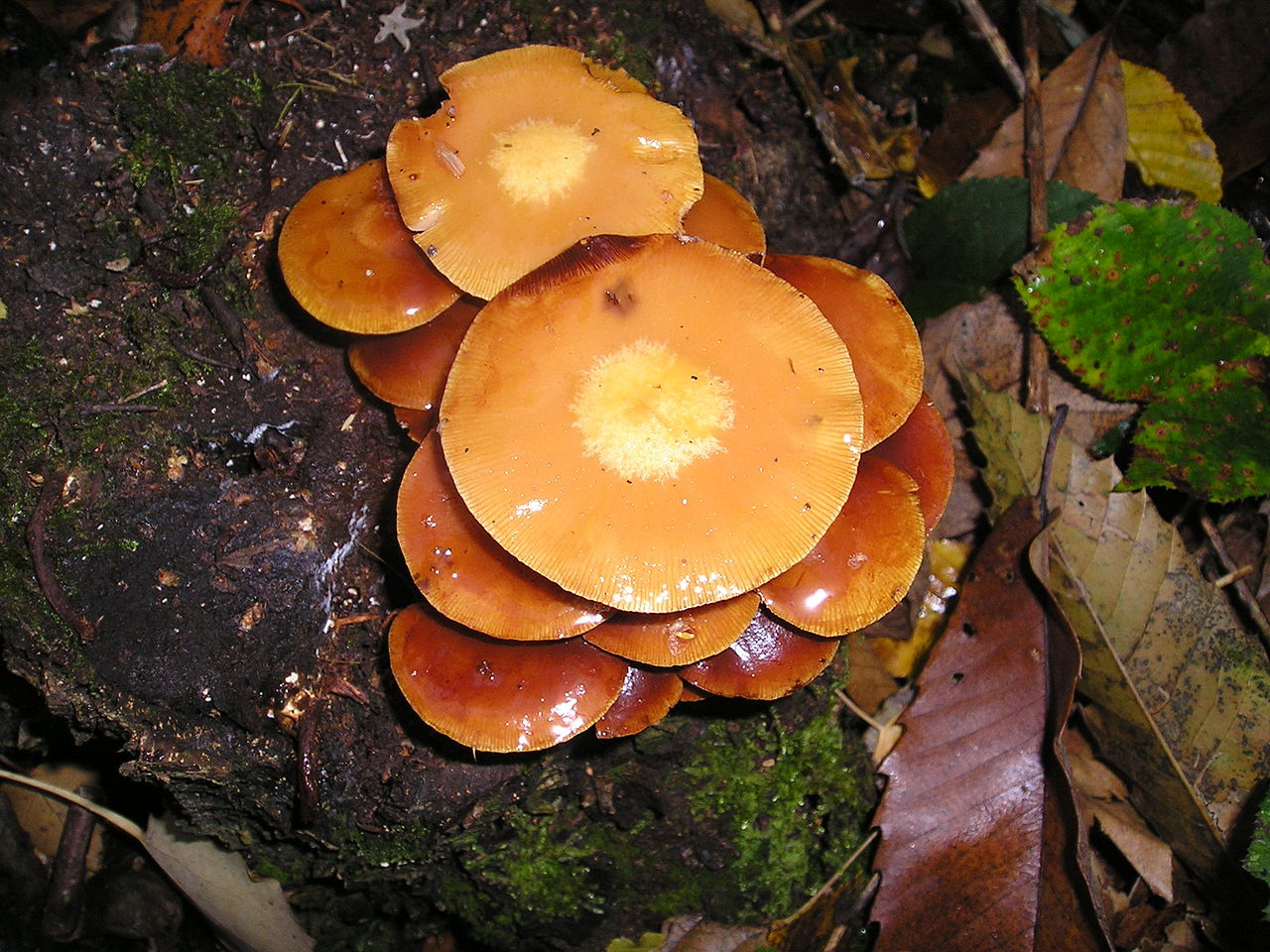 1280px-Kuehneromyces_mutabilis_031111A.jpg