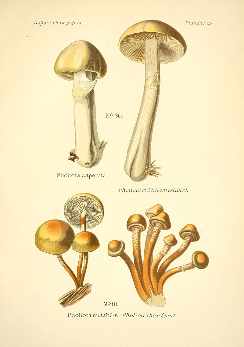 Atlas_des_champignons_comestibles_et_v?n?neux_(Planche_35)_(6358021397).jpg