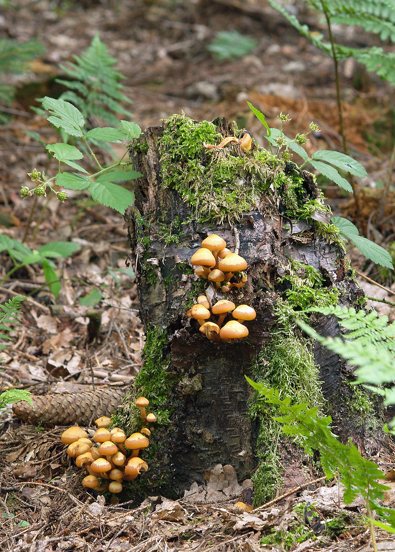 800px-Kuehneromyces_mutabilis_LC0075.jpg