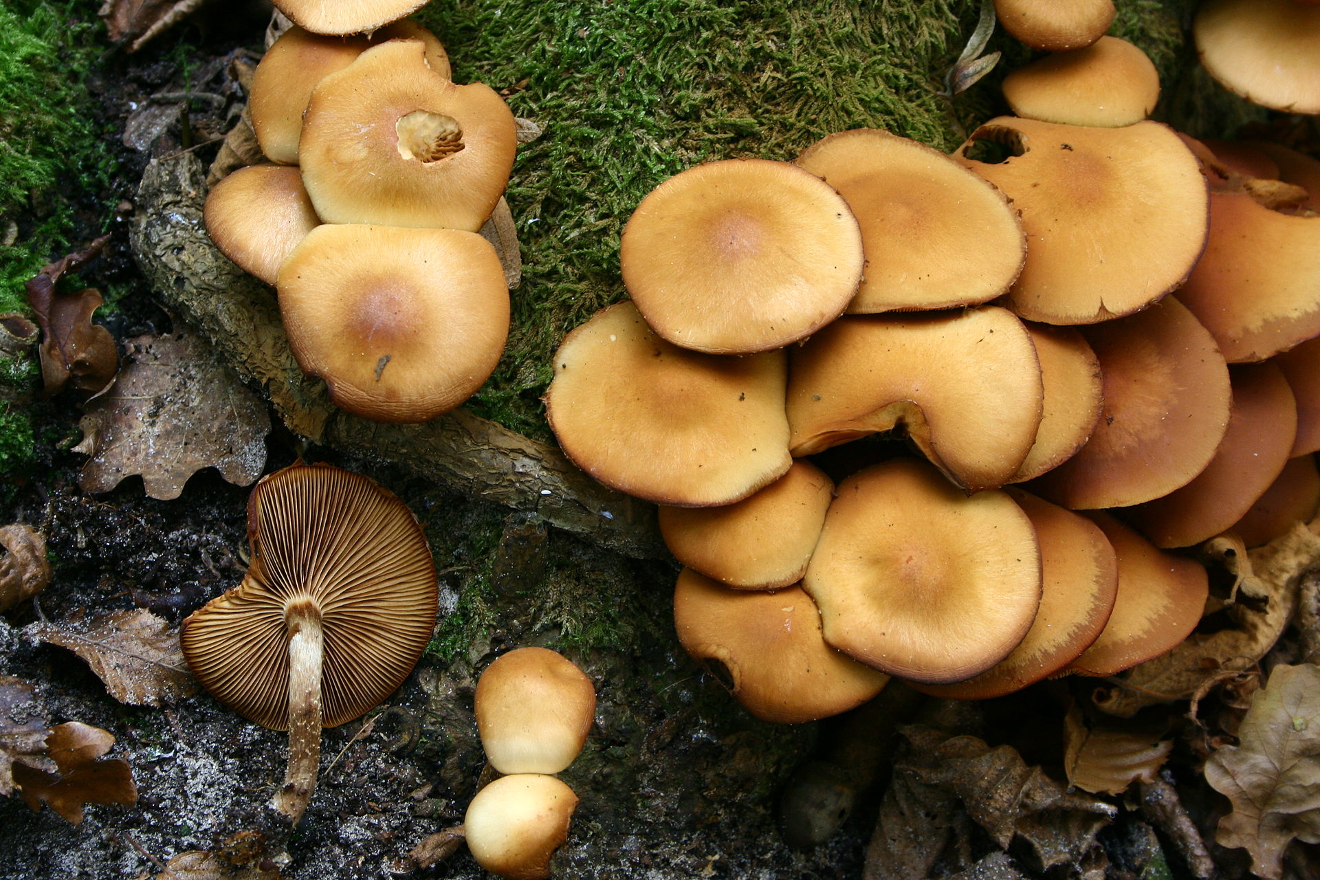 Kuehneromyces_mutabilis_20071028_0875.JPG