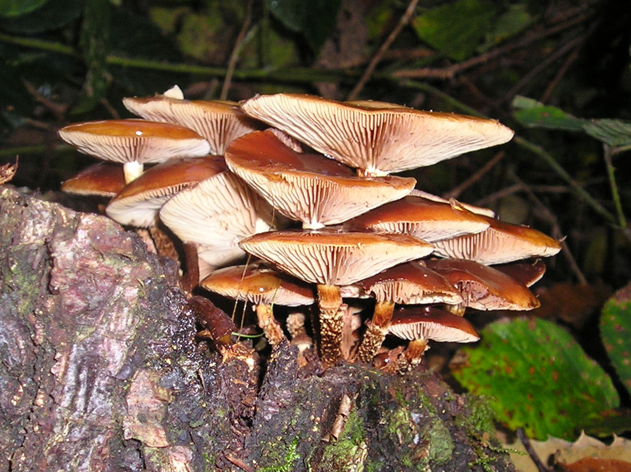 Kuehneromyces_mutabilis_031111Bw.jpg