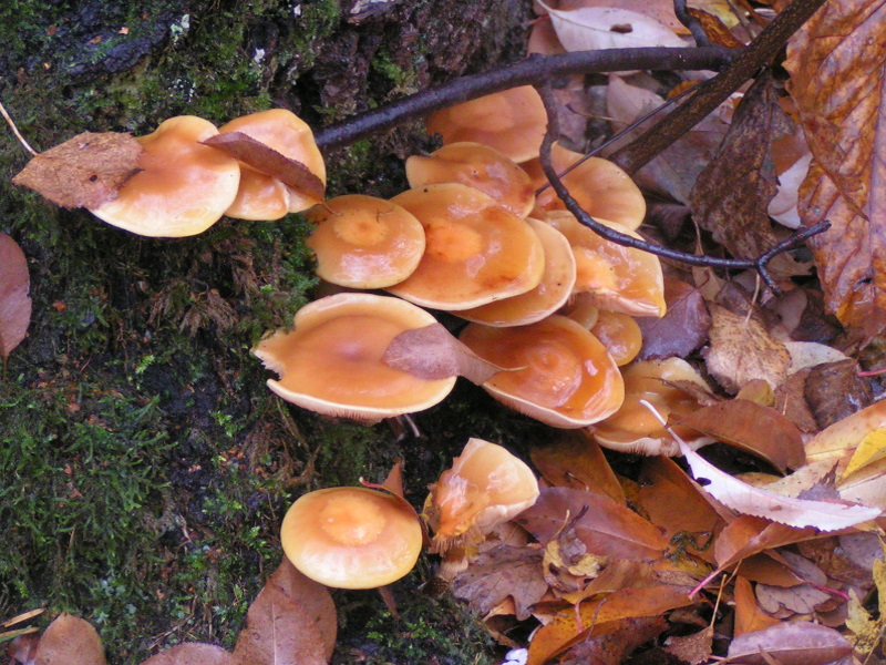 Kuehneromyces_mutabilis_02.JPG
