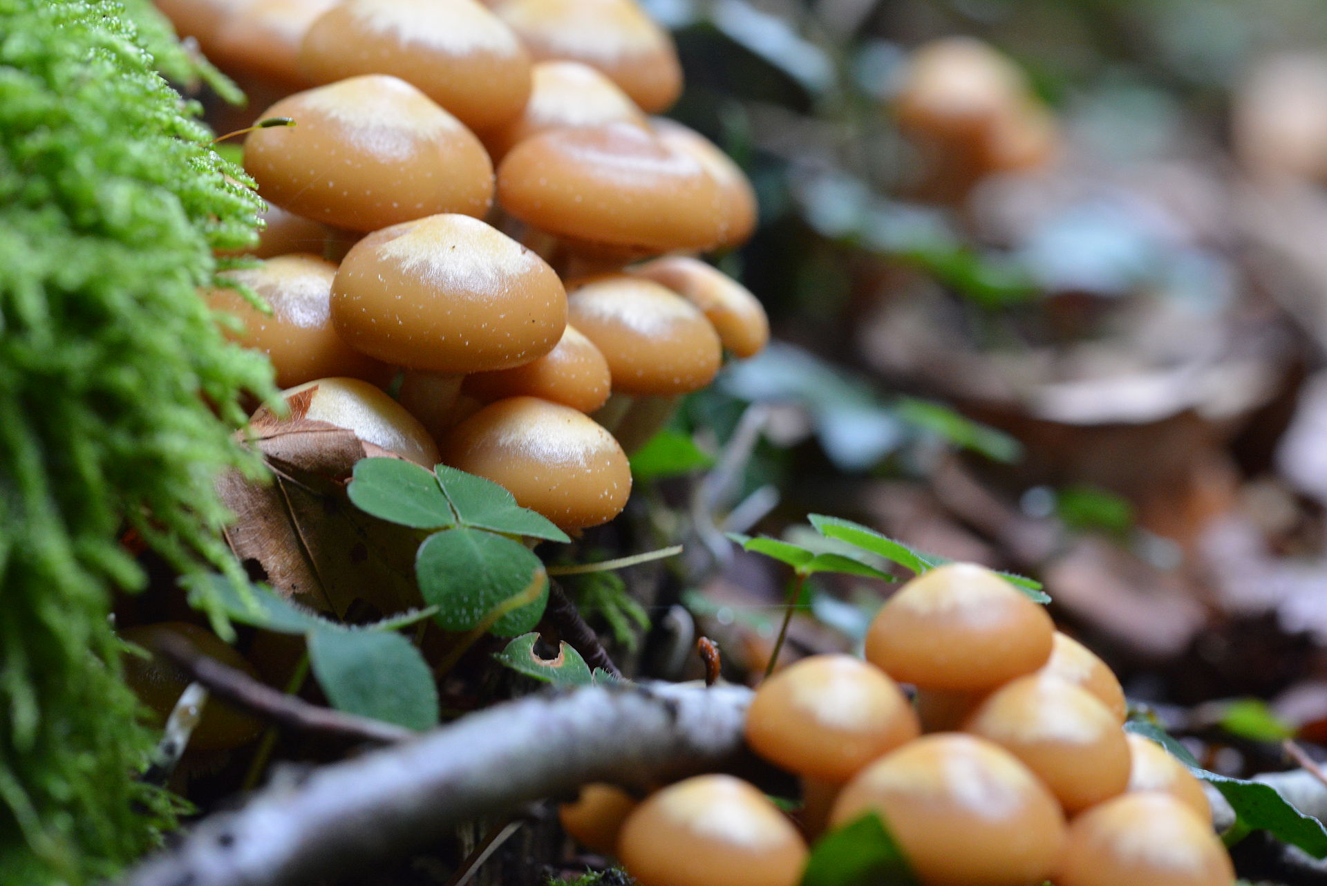 Kuehneromyces_mutabilis_-_Pholiote_changeante.JPG