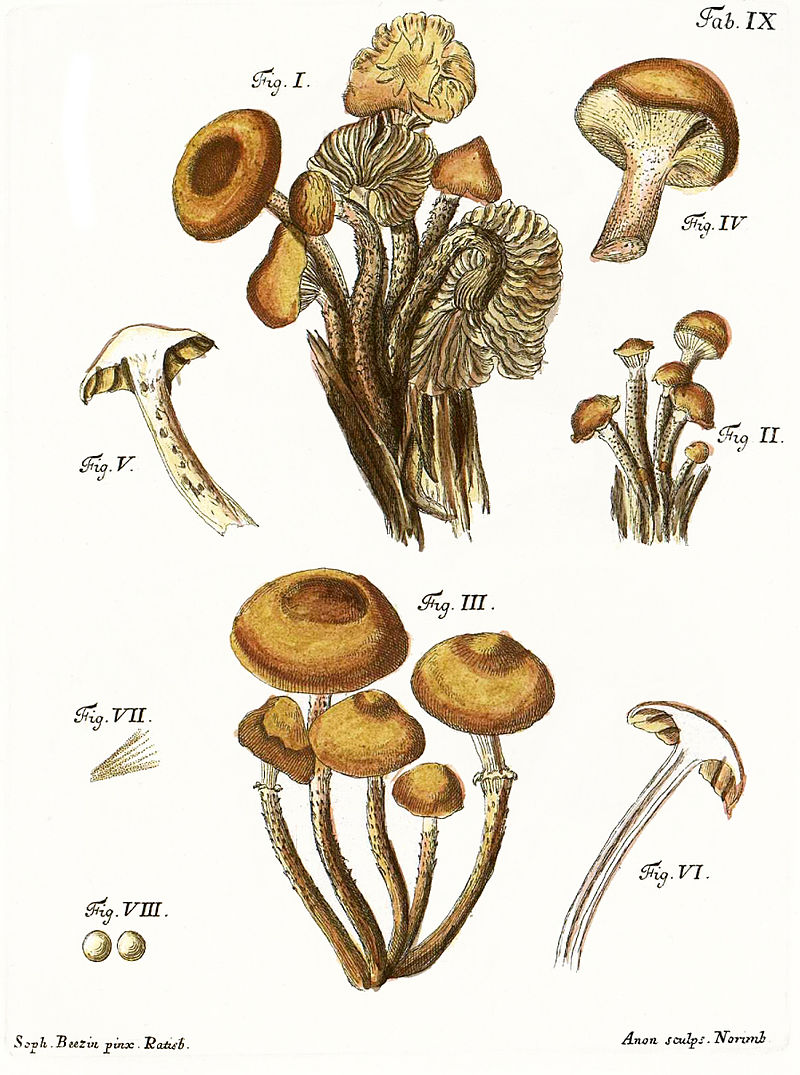 Tab9-Agaricus_mutabilis_Schaeff.jpg