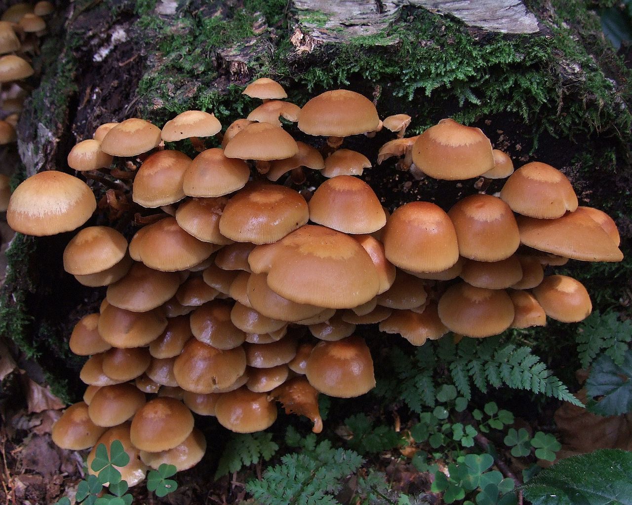 Psathyrella_piluliformis_B1.1.jpg