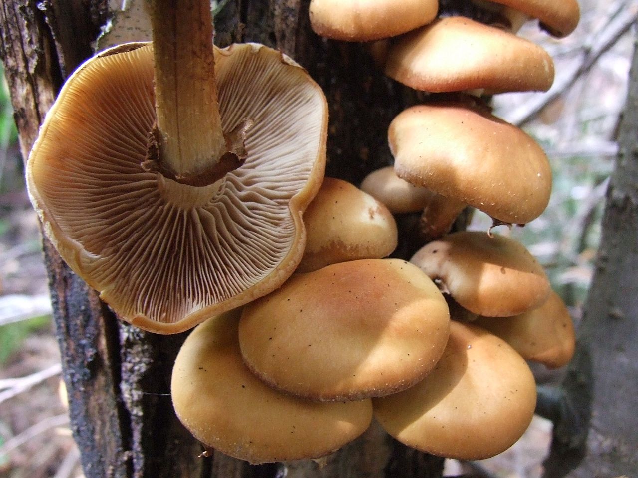 1280px-Kuehneromyces_mutabilis_G28.jpg