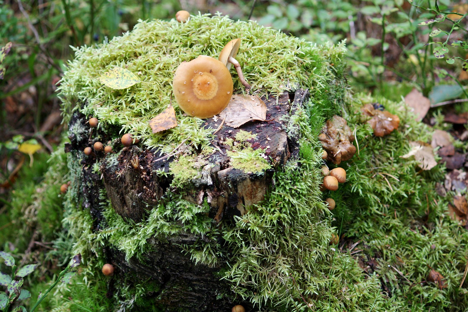 Kuehneromyces_mutabilis_Koivunkantosieni,_Sheathed_woodtuft_IMG_9817_C.JPG