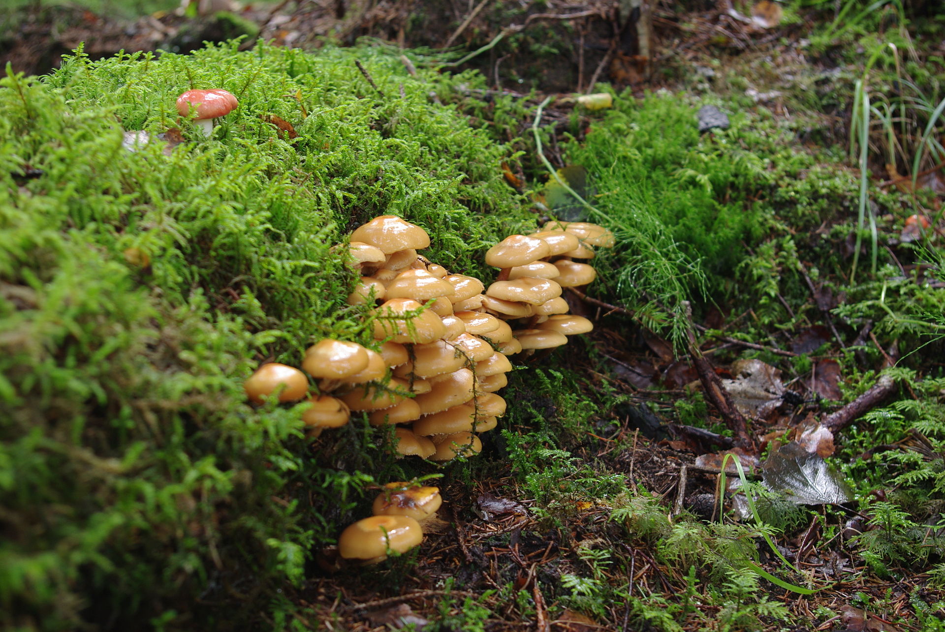 K?nnumampel_(Kuehneromyces_mutabilis_).JPG