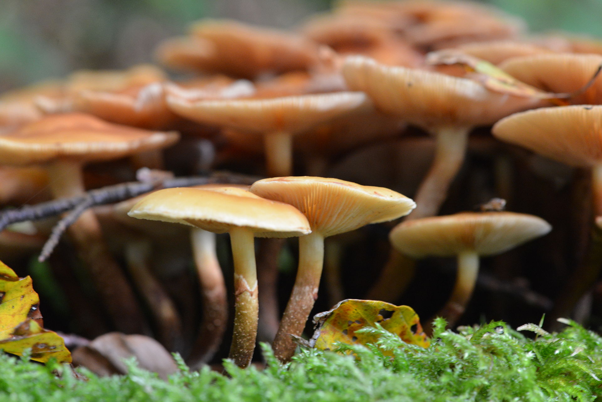 Kuehneromyces_mutabilis_-_Pholiote_changeante_(1).JPG