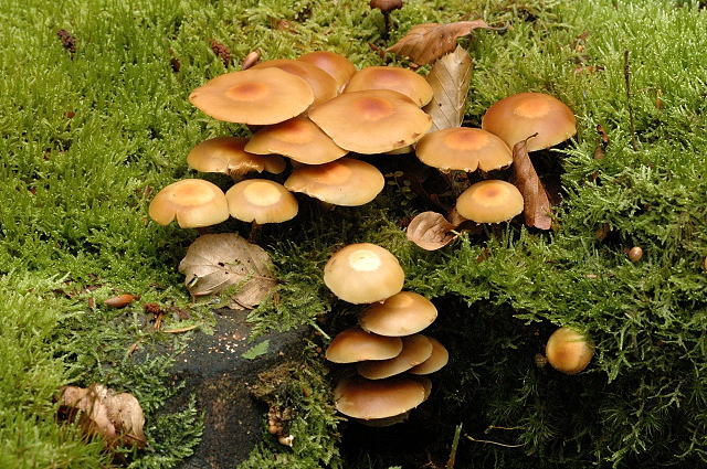 Kuehneromyces.mutabilis.-.lindsey.jpg