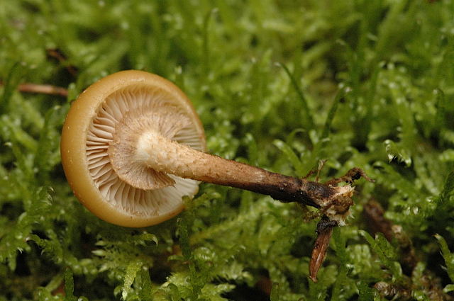 Kuehneromyces.mutabilis2.-.lindsey.jpg