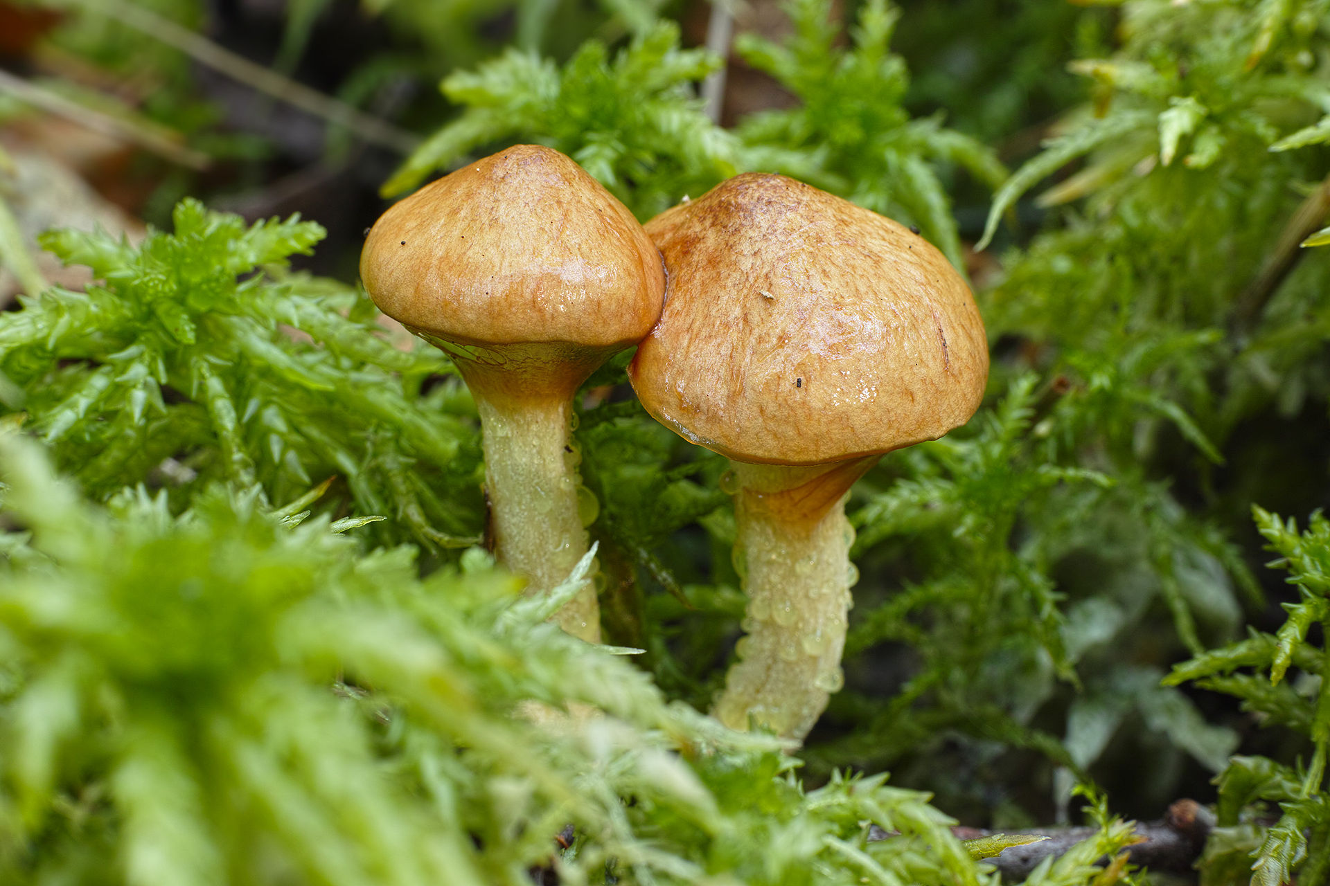 T?ebo?sko_-_Suillus_flavidus_01.jpg