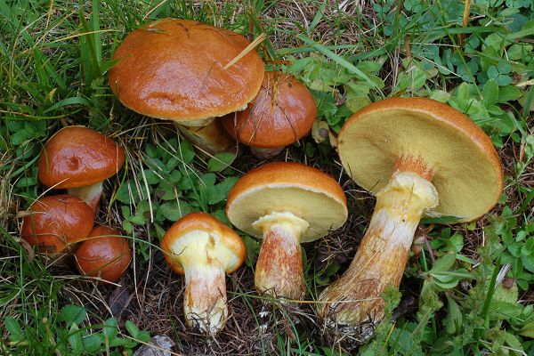suillus_grevillei.jpg