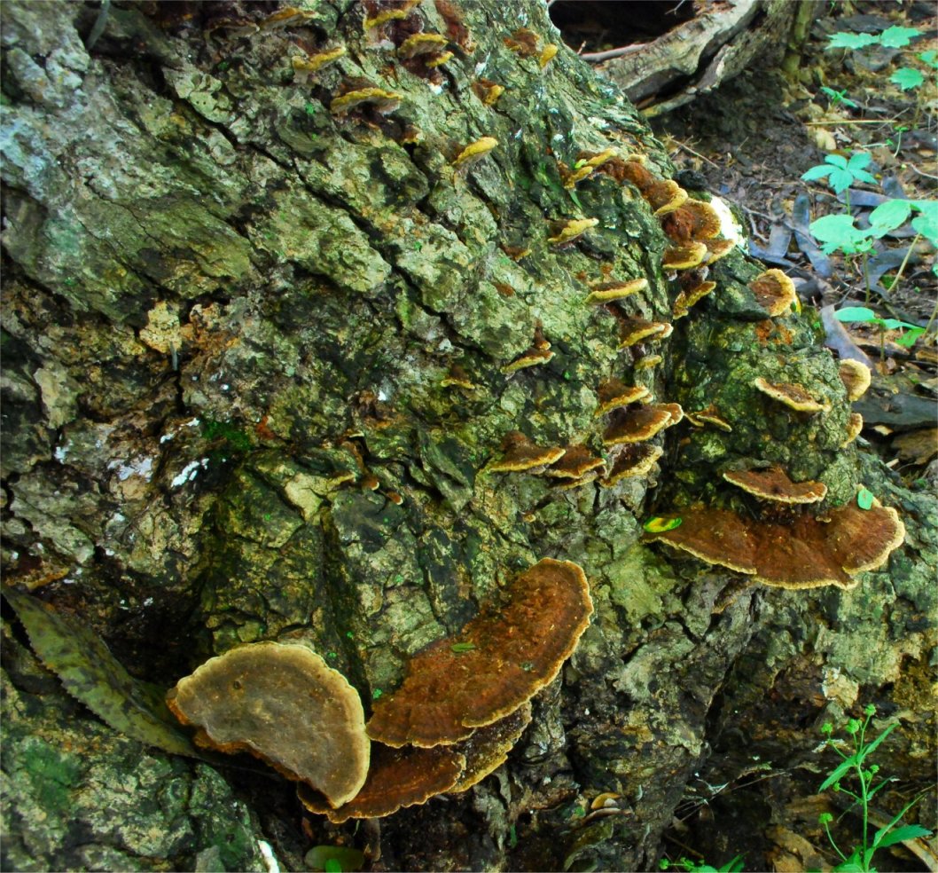 Phellinus gilvus.jpg