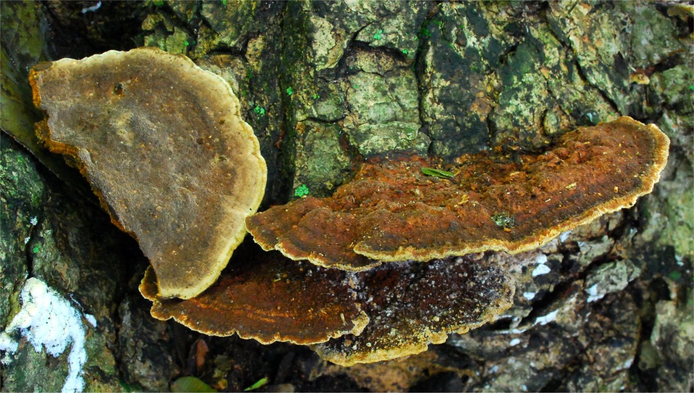 Phellinus gilvus 2.jpg