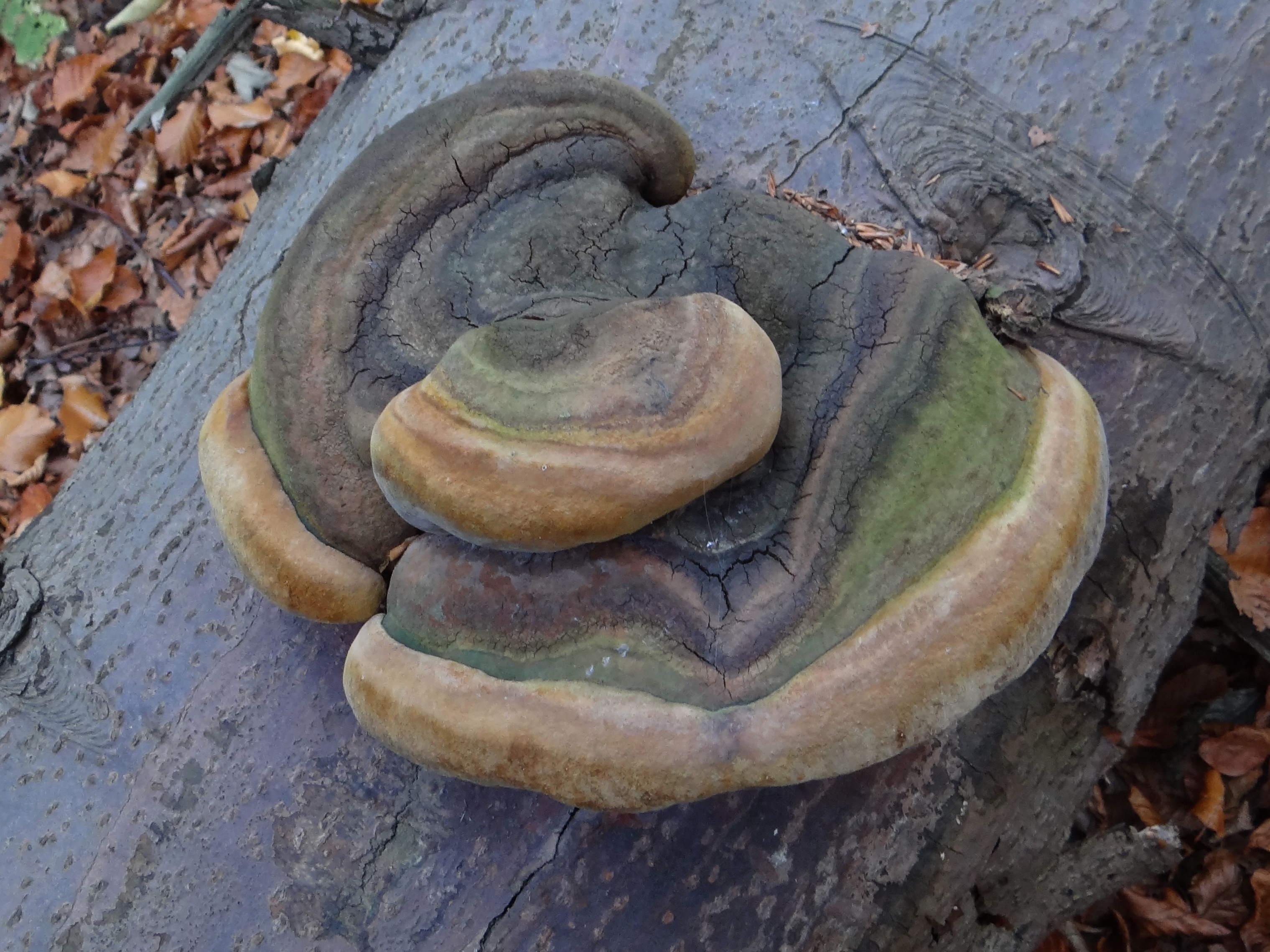 Phellinus_hartigii_G3.1.jpg