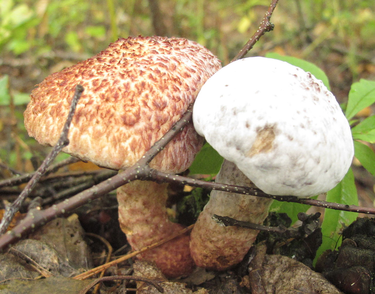 Hypomyces_completus_102175.jpg