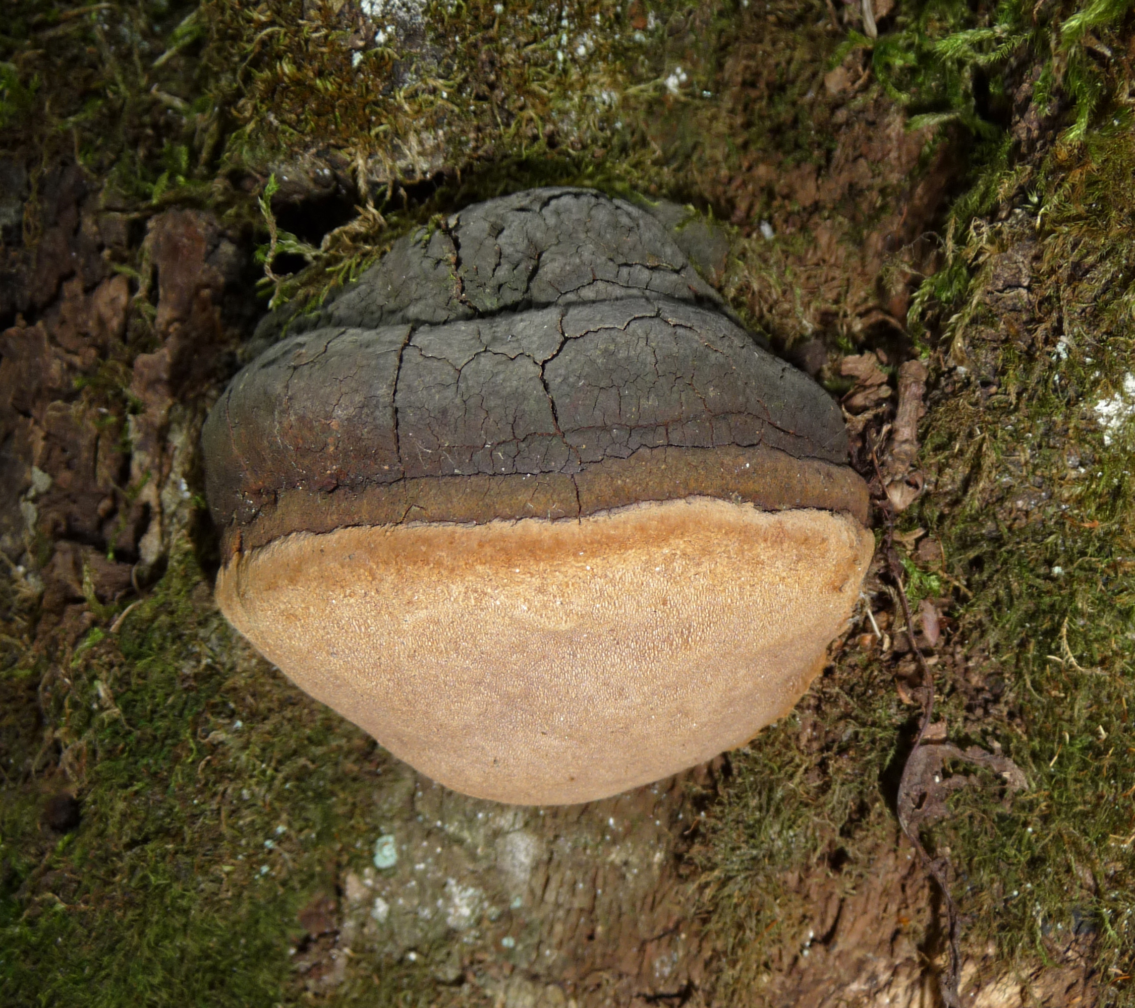 Phellinus_igniarius_Oak_2009_G1.jpg