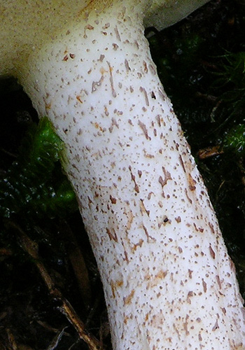 S_placidus_2.jpg